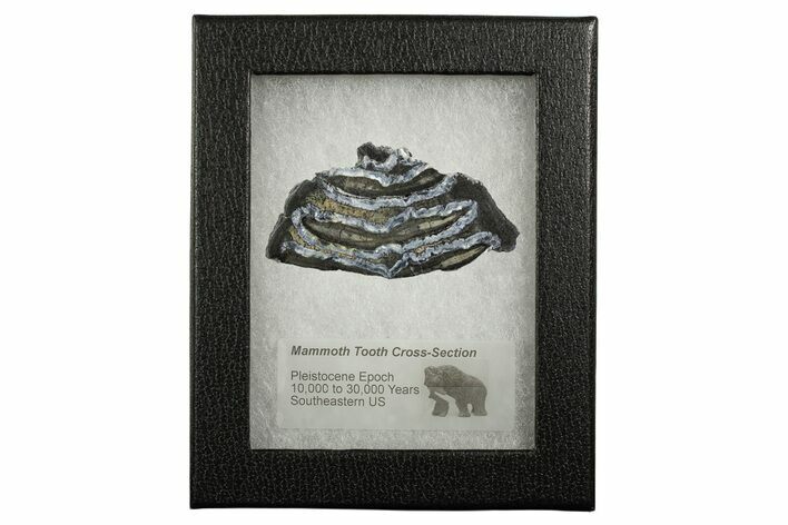 Mammoth Molar Slice With Case - South Carolina #349947